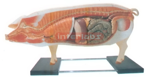 ANATOMY MODEL OF PIG WITH BASE